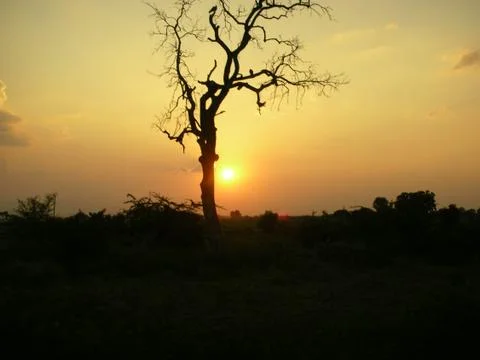 Forest landscape Stock Photos