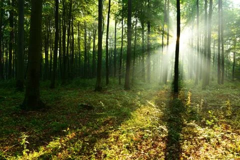 Forest landscape Stock Photos