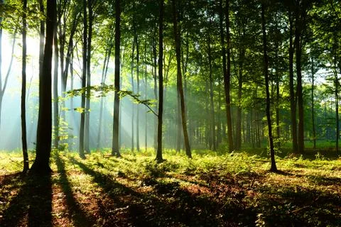 Forest landscape Stock Photos