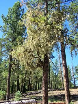 Forest landscape Foto stock