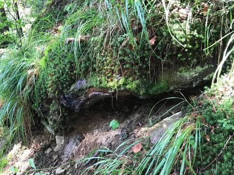 Forest landscape Stock Photos