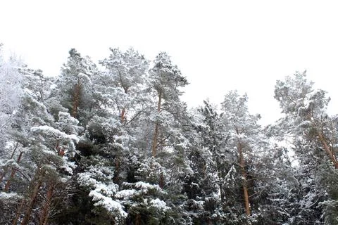 Forest landscape Stock Photos