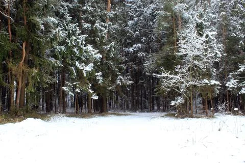 Forest landscape Stock Photos