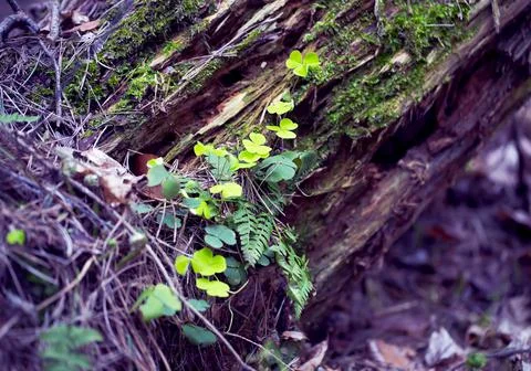 Forest Landscape. Stock Photos