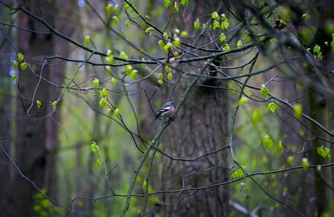 Forest Landscape. Foto stock