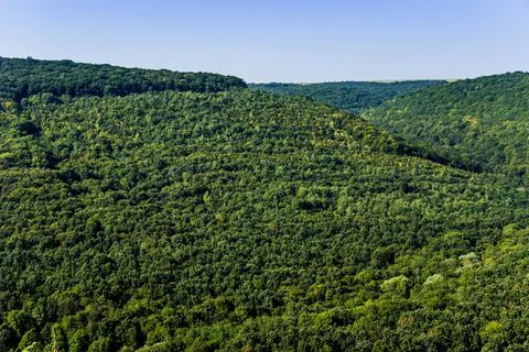 A forest landscape Stock Photos