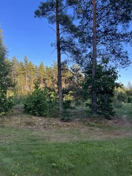 Forest landscape Stock Photos