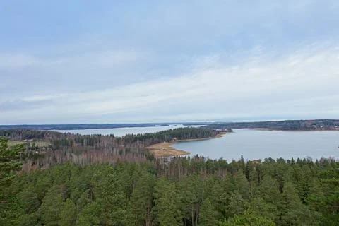 Forest landscape. Stock Photos