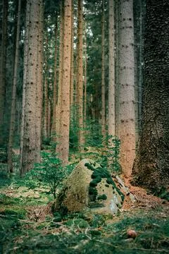 Forest landscape 스톡 사진