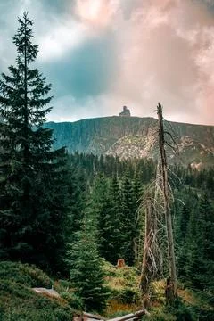 Forest landscape 스톡 사진