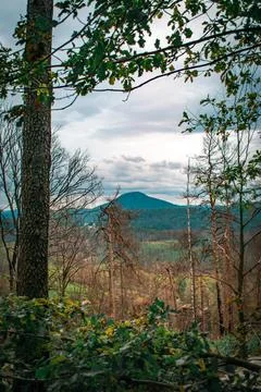 A forest landscape 스톡 사진