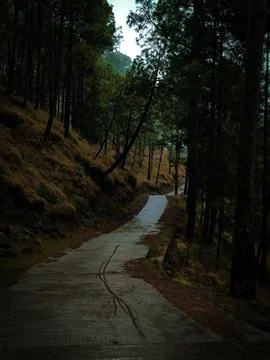 Forest landscape Stock Photos