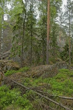 Forest landscape. Stock Photos
