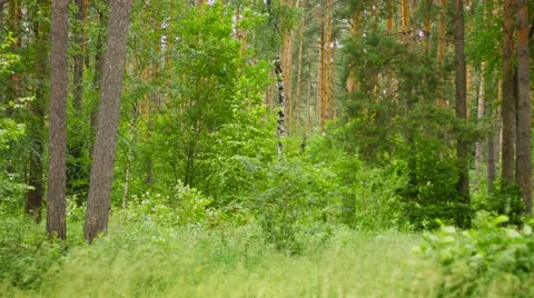 Forest landscape. pine, birch and grass. windy day Stock Footage 41330280