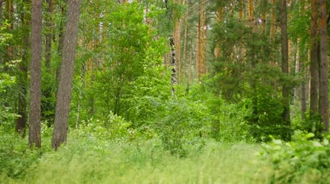 Forest landscape. pine, birch and grass. windy day Stock-Footage 41847397
