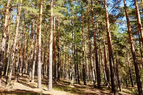 Forest landscape of a pine forest growing on a hillside Stock Photos