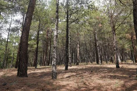 Forest landscape, pine tree, bark trees, sky view Stock Photos