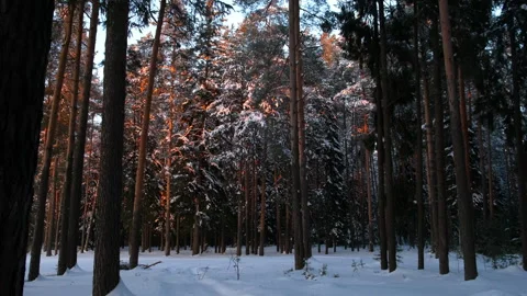 Forest landscape with pine trees covered snow illuminated by the sun at sunset. Stock Footage 273309748