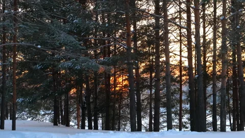 Forest landscape pine trees covered snow illuminated by orange sun at sunset. Stock Footage 276351360