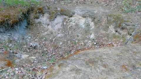 Forest landscape with pit, hole, pine cones, dry foliage and needles on land. Video stock 136941911