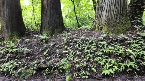 Forest Landscape Plants Under Large Trees Stock Footage 321289921