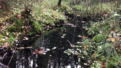 Forest landscape, river flows quietly among the greenery of the forest Stock Footage 296370689