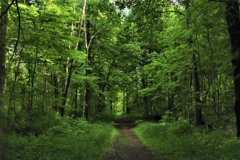 Forest landscape with road 스톡 사진