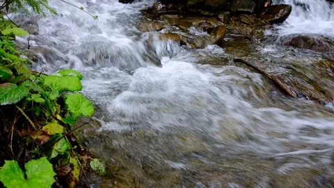Forest landscape with a running stream, mountain river and rocks. Stock Footage 91926570