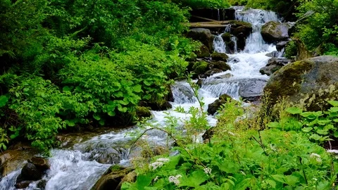 Forest landscape with a running stream, mountain river and rocks. Stock Footage 91926657