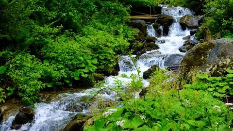 Forest landscape with a running stream, mountain river and rocks. Stock Footage 91926659