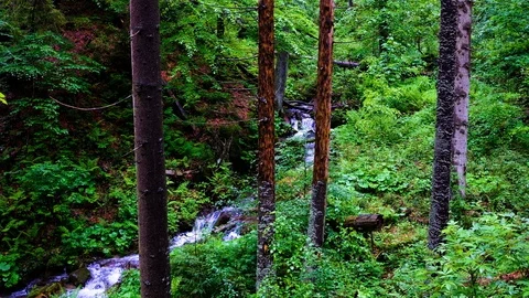 Forest landscape with a running stream, mountain river and rocks. Stock Footage 91926690