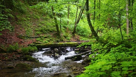 Forest landscape with a running stream, mountain river and rocks. Stock Footage 91926824