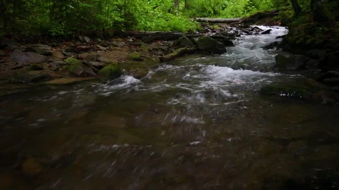 Forest landscape with a running stream, mountain river and rocks. Stock Footage 91926869