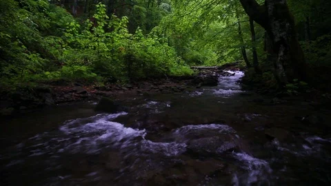 Forest landscape with a running stream, mountain river and rocks. Stock Footage 91926882