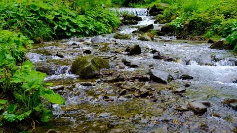 Forest landscape with a running stream, mountain river and rocks. Stock Footage 91927326