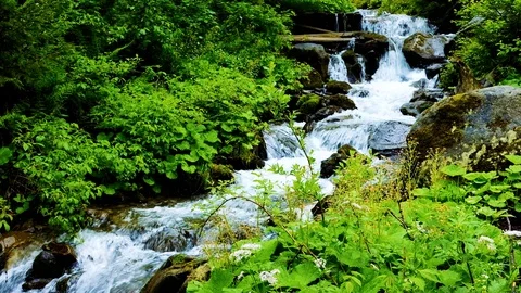 Forest landscape with a running stream, mountain river and rocks. Stock Footage 91927513