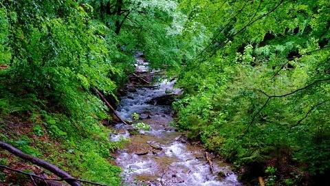 Forest landscape with a running stream, mountain river and rocks. Stock Footage 91928141