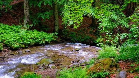 Forest landscape with a running stream, mountain river and rocks. Stock Footage 91928154
