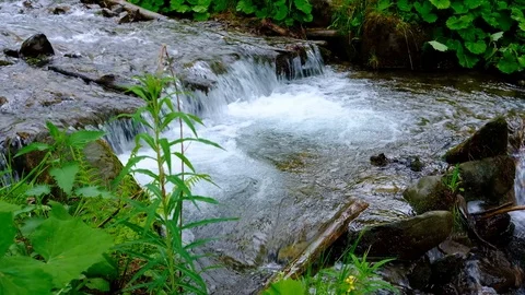 Forest landscape with a running stream, mountain river and rocks. Stock Footage 91928206