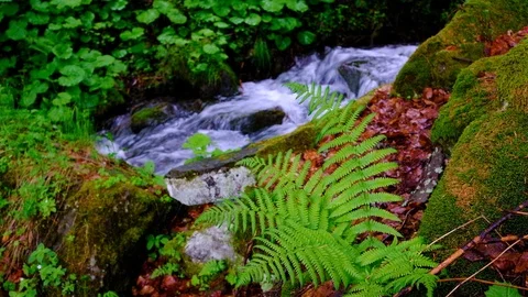 Forest landscape with a running stream, mountain river and rocks. Stock Footage 91928262