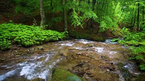 Forest landscape with a running stream, mountain river and rocks. Stock Footage 91929460