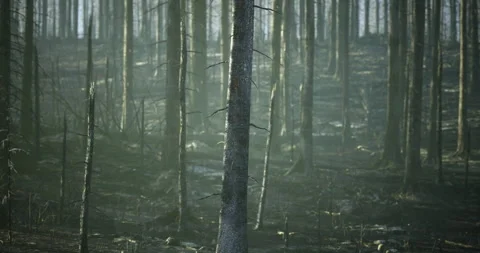 Forest landscape showing aftermath of wildfire with charred trees and mist Video stock 319948422