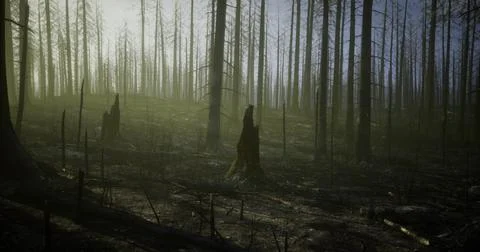Forest landscape showing aftermath of wildfire with charred trees Stock Illustration