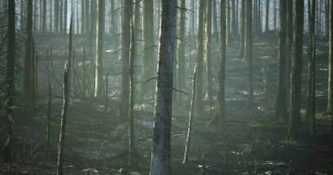 Forest landscape showing aftermath of wildfire with charred trees and mist Stock Illustration