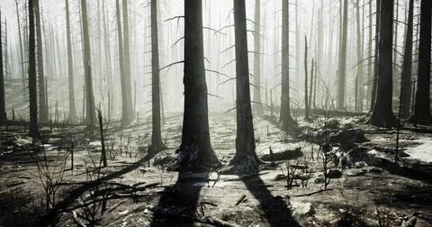 Forest landscape showing aftermath of wildfires with burnt trees and fog Stock Illustration