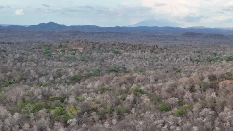 Forest landscape showing dry trees and green patches in the distance Stock Footage 333934103