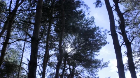 Forest landscape silhouette at sunlight Video stock 43084501