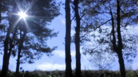 Forest landscape silhouette with sunset Stock Footage 43076267