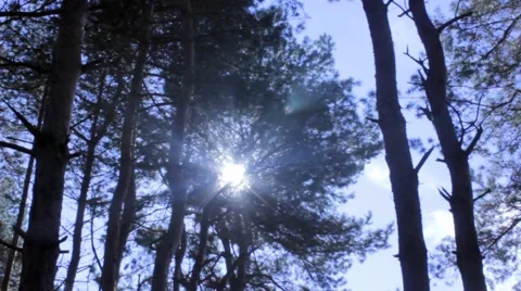 Forest landscape silhouette at sunset light Stock Footage 43076283