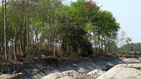 Forest landscape with silk cotton trees and sandy terrain in daylight Stock Footage 331276749